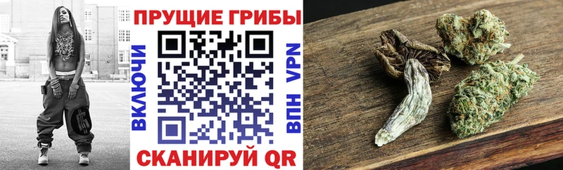 дарнет шоп  Дубовка  Галлюциногенные грибы прущие грибы 